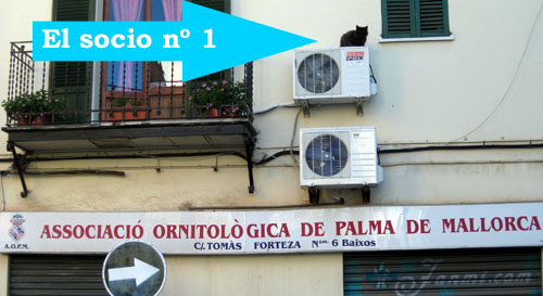 El Socio numero 1 de la Asociación Ornitológica de Palma de Mallorca