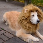 como hacer un disfraz de leon para tu perro