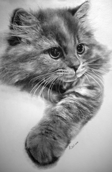 Dibujos de gatos hechos a lápiz – 
